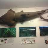 Museo del Dipartimento di Biologia: esposizione di un pesce di notevoli dimensioni 